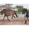 Pessoa Lunging System - Natural -Horse Supplies Store 437696 800 800